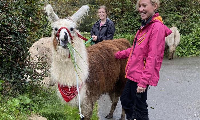 Llama friend